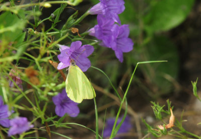 729cooks 103littleyellowwildpetunias.jpg
