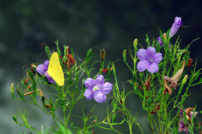 729cooks 109largeorangesulphur.jpg