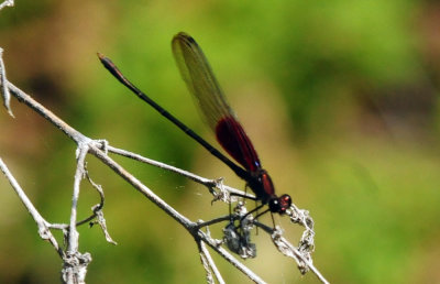 729cooks 113americanrubyspot.jpg