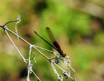 729cooks 114americanrubyspot.jpg