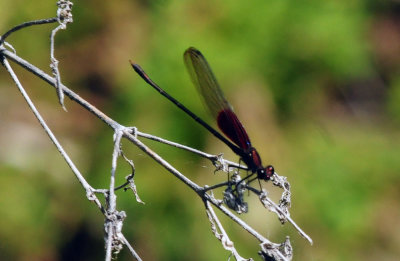 729cooks 115americanrubyspot.jpg