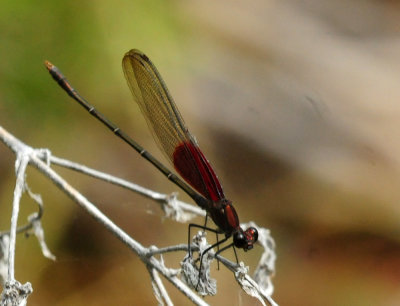 729cooks 116americanrubyspot.jpg