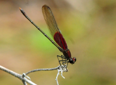 729cooks 120americanrubyspot.jpg