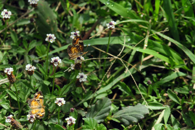 729cooks 144phaon.jpg