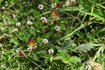 729cooks 145phaon.jpg