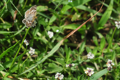729cooks 148commoncheckeredskipper.jpg