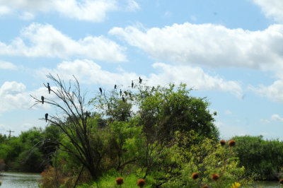729cooks 157neotropics.jpg