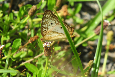 729cooks 168whitepeacock.jpg