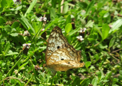 729cooks 171whitepeacock.jpg