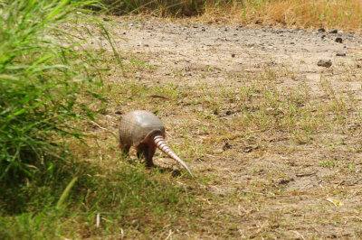 729cooks 181armadillo.jpg