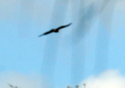 730cook's 002hawk.jpg