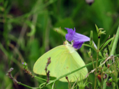 730cook's 018cloudlesssulphur.jpg