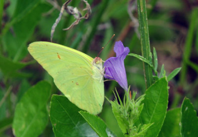 730cook's 021cloudlesssulphur.jpg