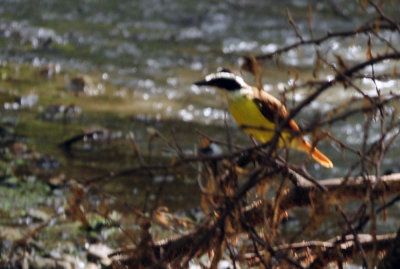 730cook's 030greatkiskadee.jpg