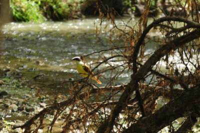 730cook's 031greatkiskadee.jpg