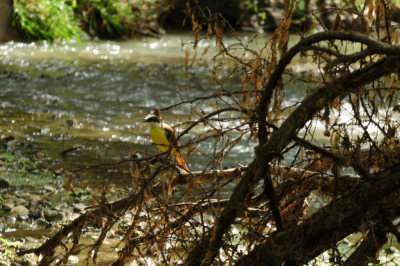 730cook's 032greatkiskadee.jpg