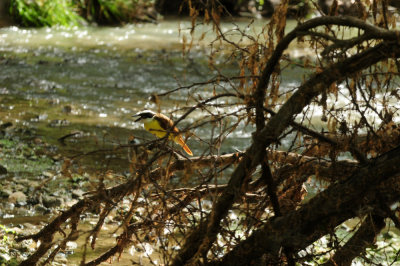 730cook's 033cook'ssloughgreatkiskadee.jpg