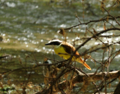 730cook's 034greatkiskadee.jpg