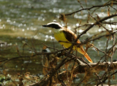 730cook's 036greatkiskadee.jpg