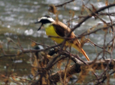 730cook's 037greatkiskadee.jpg