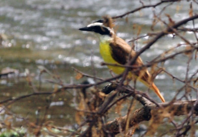 730cook's 040greatkiskadee.jpg