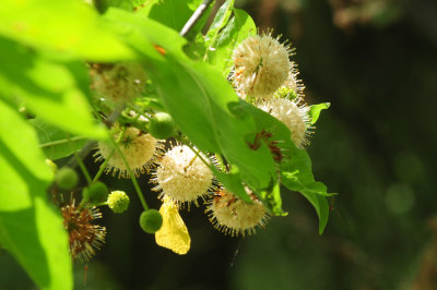 730cook's 045largeorangesulphur.jpg