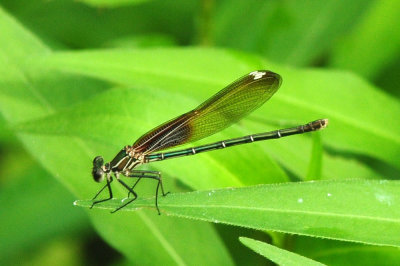 730cook's 059americanrubyspot.jpg