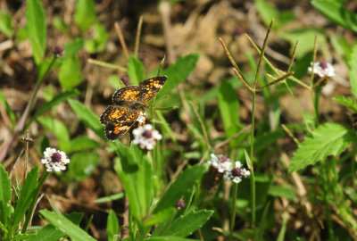 730cook's 106phaon.jpg