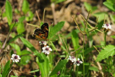 730cook's 107phaon.jpg