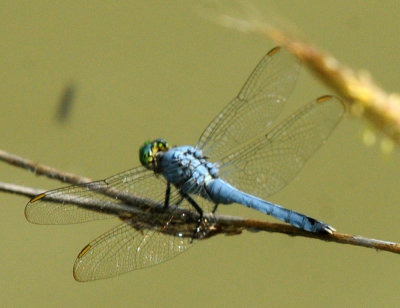 730cook's 109pondhawk.jpg