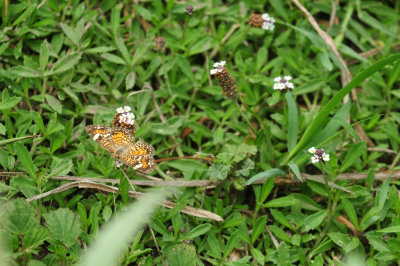 730cook's 121phaon.jpg