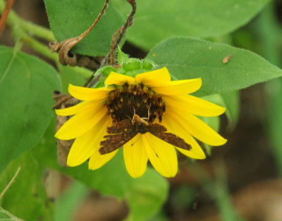 730cook's 131metalmark.jpg
