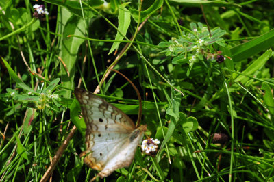 730cook's 164whitepeacock.jpg