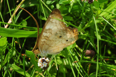 730cook's 168whitepeacock.jpg