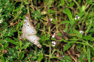 730cook's 177whitepeacock.jpg