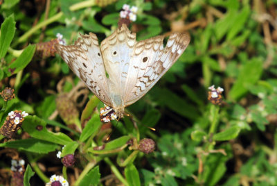 730cook's 179whitepeacock.jpg