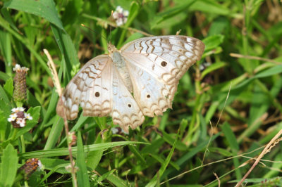 730cook's 182whitepeacock.jpg