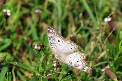 730cook's 184whitepeacock.jpg
