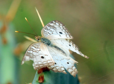 731cook's 009whitepeacock.jpg