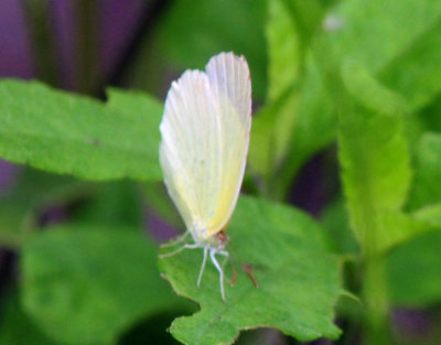 731cook's 014sulphur.jpg