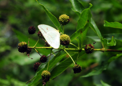 731cook's 033largeorangesulphur.jpg