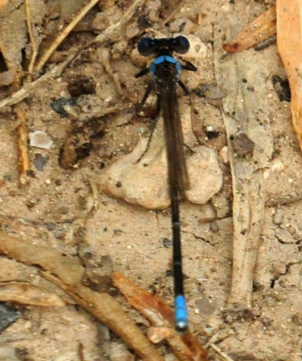 731cook's 071damsel.jpg