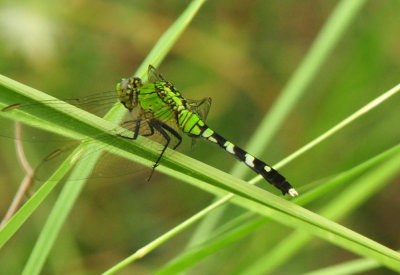 731cook's 097easternpondhawk.jpg