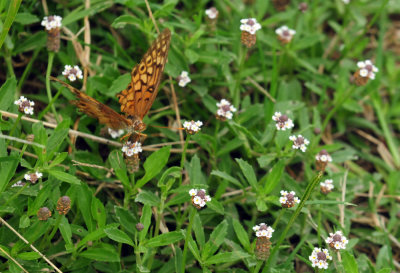 731cook's 099variegatedfritillaryfrogfruit.jpg