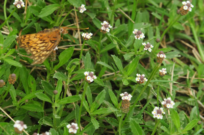 731cook's 101variegatedfritillaryfrogfruit.jpg