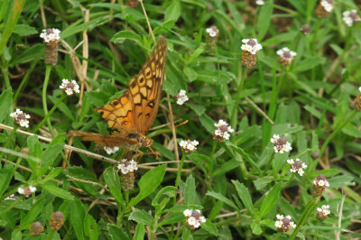 731cook's 103variegatedfritillaryfrogfruit.jpg