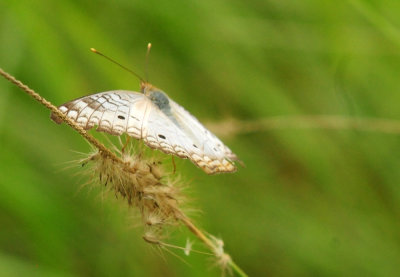 731cook's 107whitepeacock.jpg