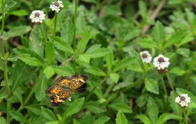 731cook's 142phaon.jpg
