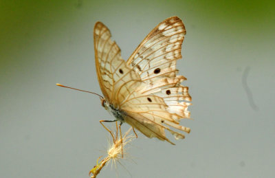 731cook's 155whitepeacock.jpg