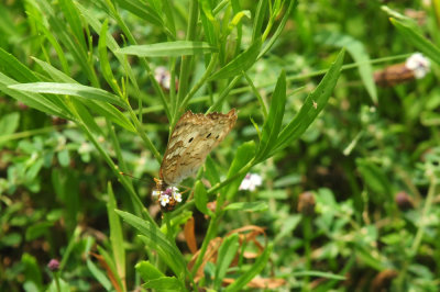 731cook's 171whitepeacockfrogfruit.jpg